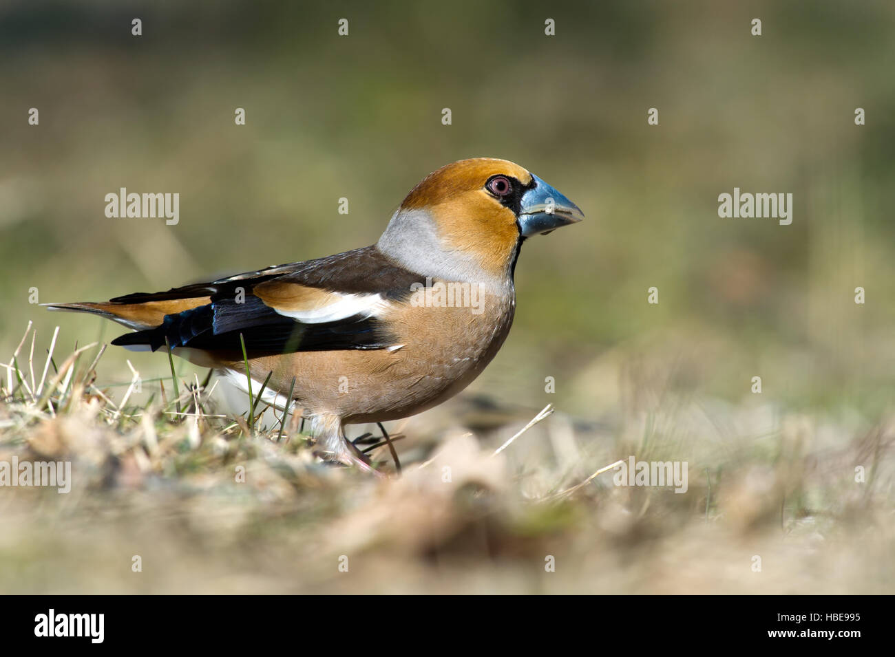 The beautiful Hawfinch (Coccothraustes coccothraustes) showing his short tail and big strong beak with a nice bokeh Stock Photo