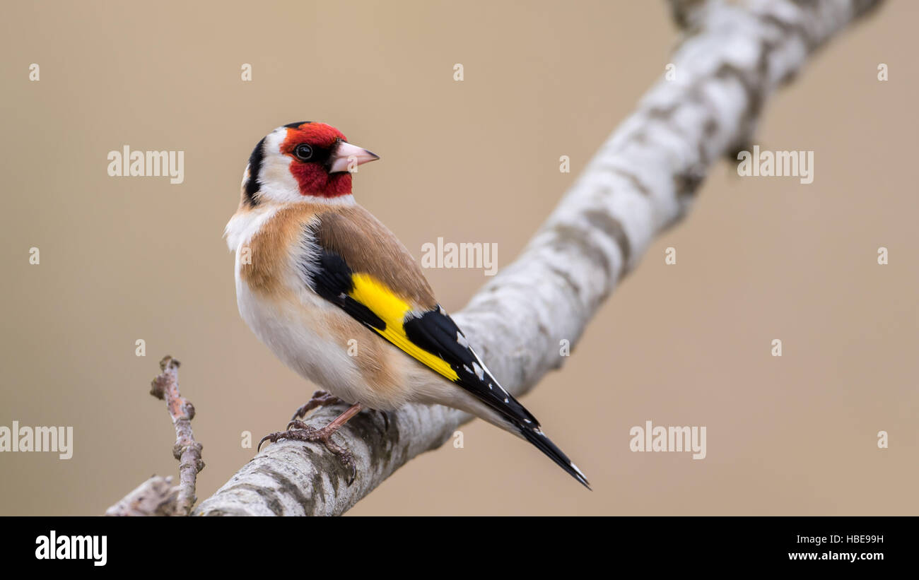 European Goldfinch (Carduelis carduelis) perching on an oak branch with a nice bokeh Stock Photo