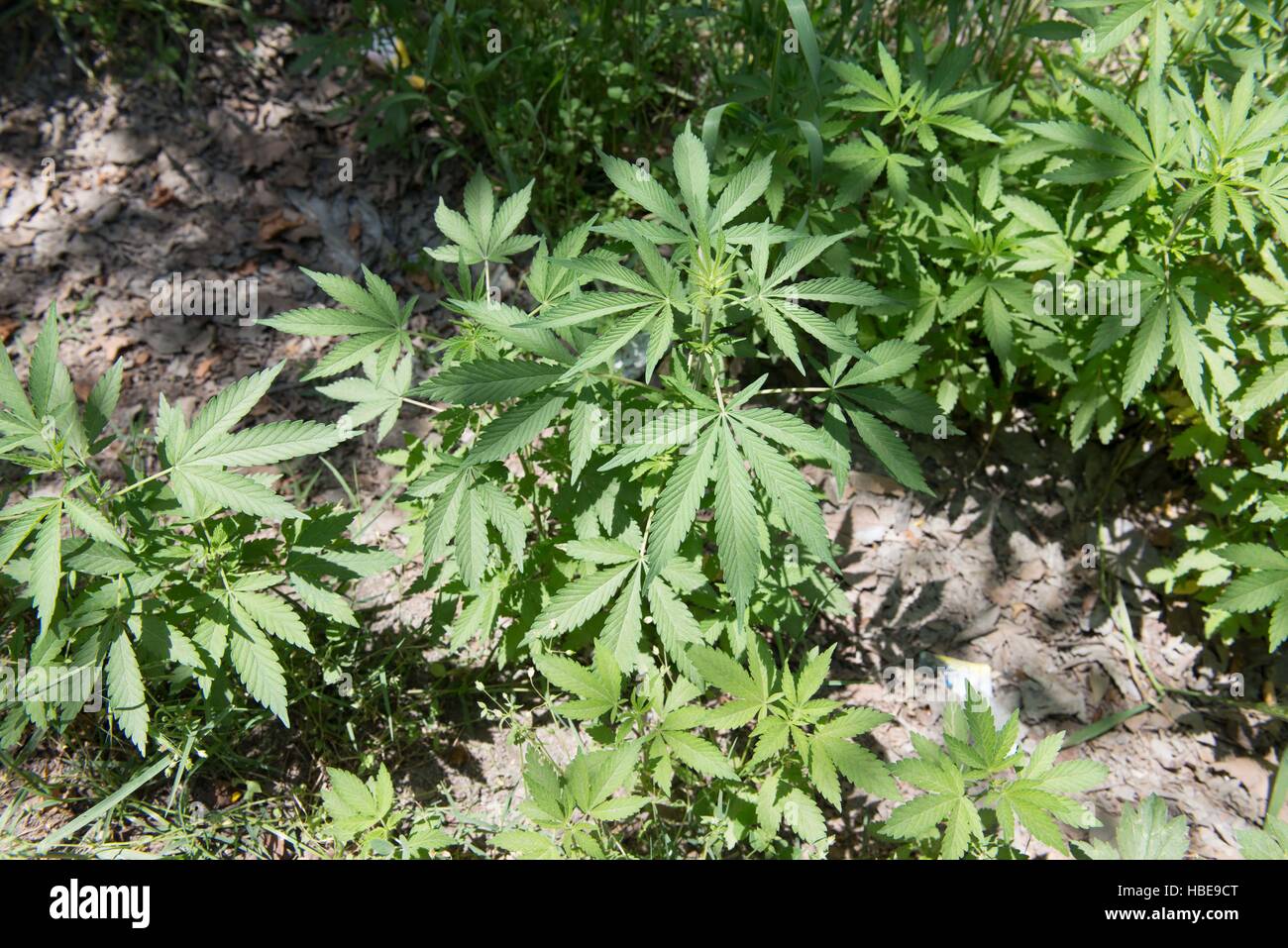 Wild cannabis plants growing by the roadside in northern Pakistan Stock