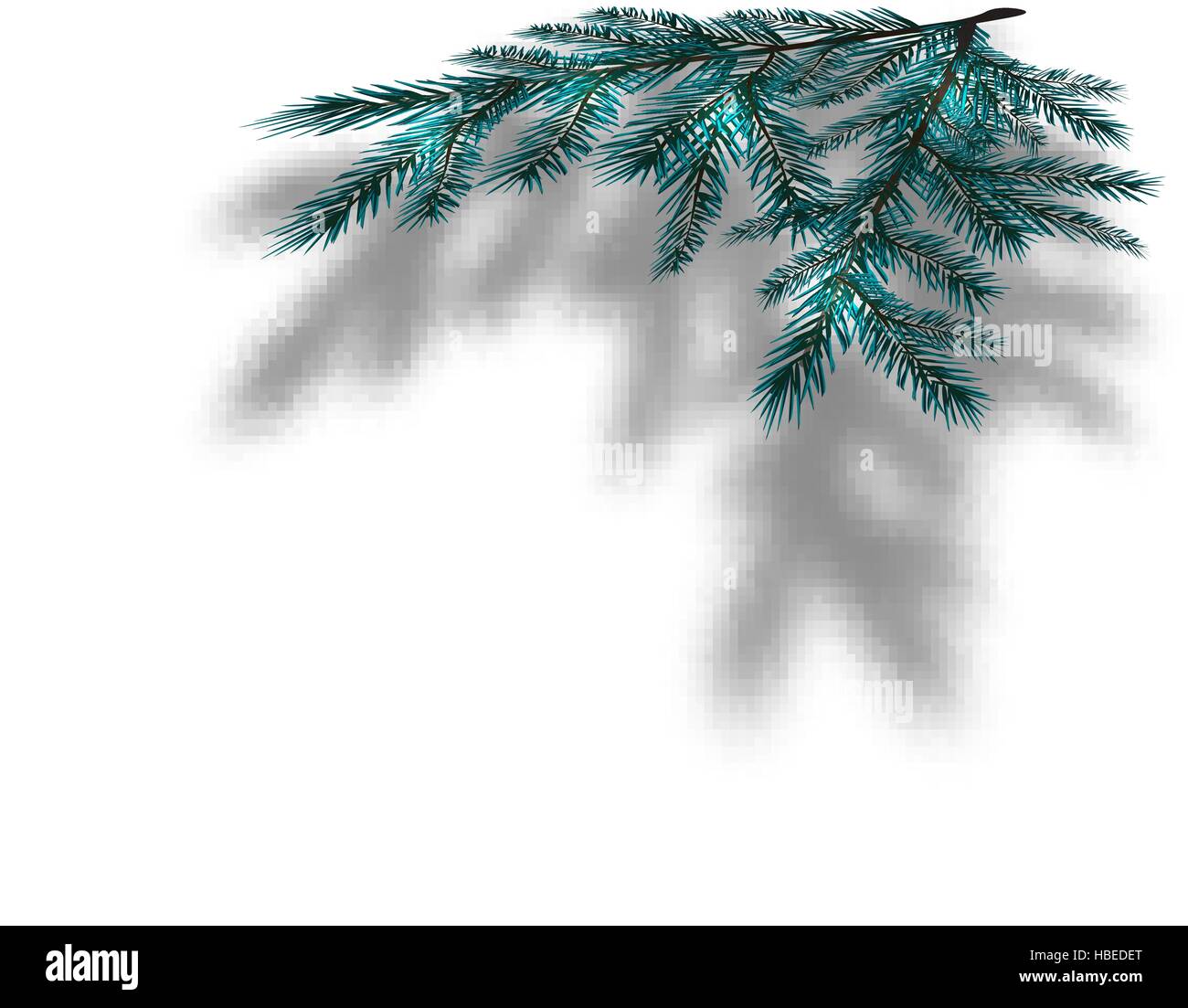 Blue Christmas tree branches on an isolated white background with the ...