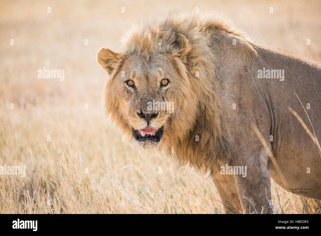 Impressive look of a male lion Stock Photo - Alamy