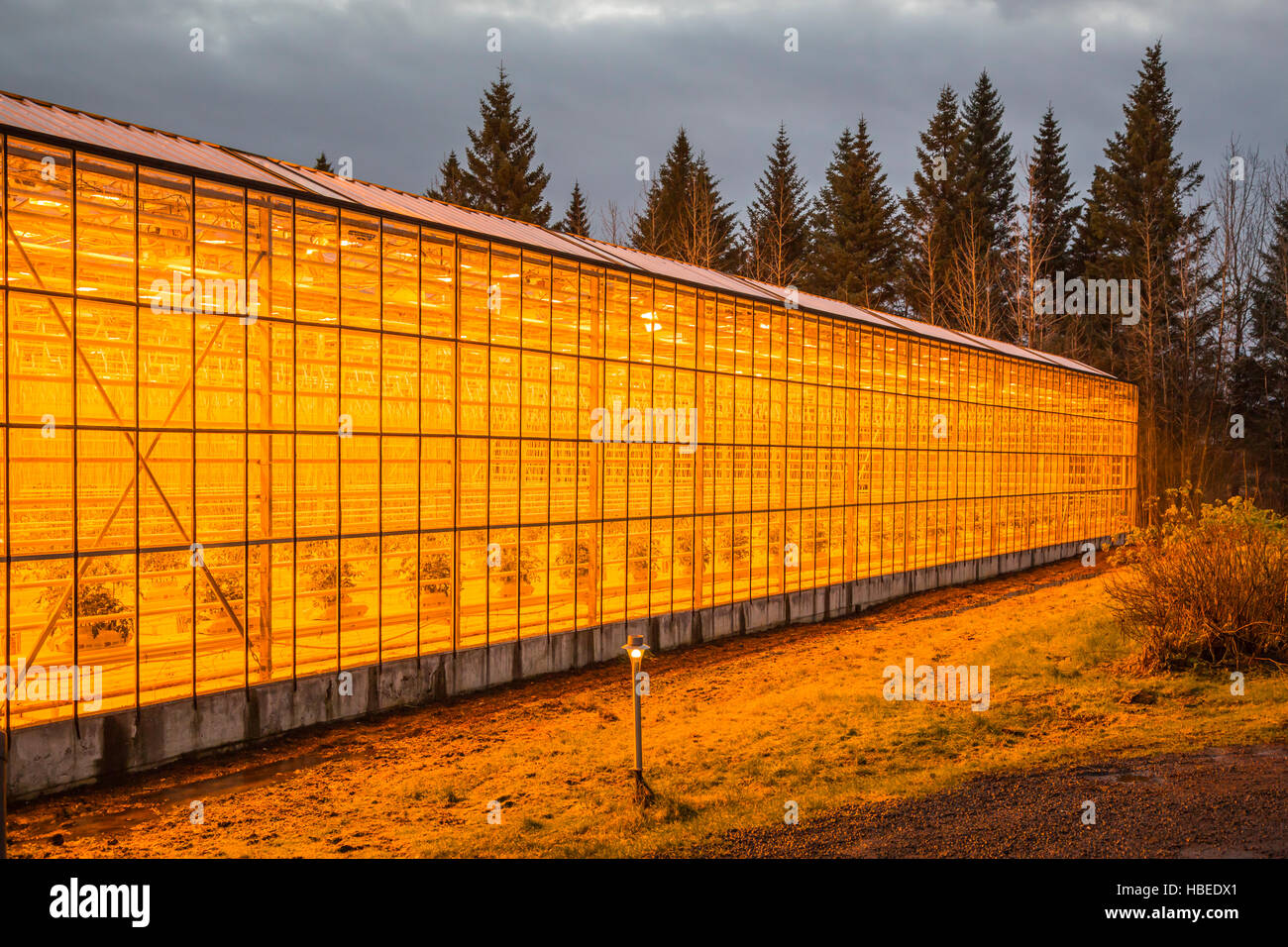 The orange glow of high pressure sodium lamps at the Fridhiemer greenhouses in southwestern Iceland, Europe. Stock Photo