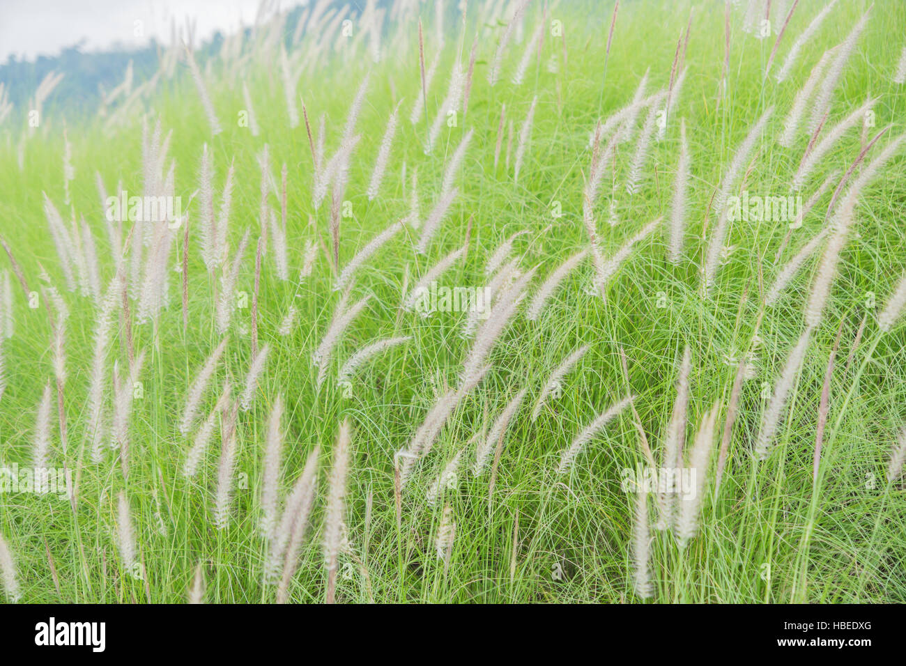 Flowering grass bending in the wind against the sky Stock Photo Alamy