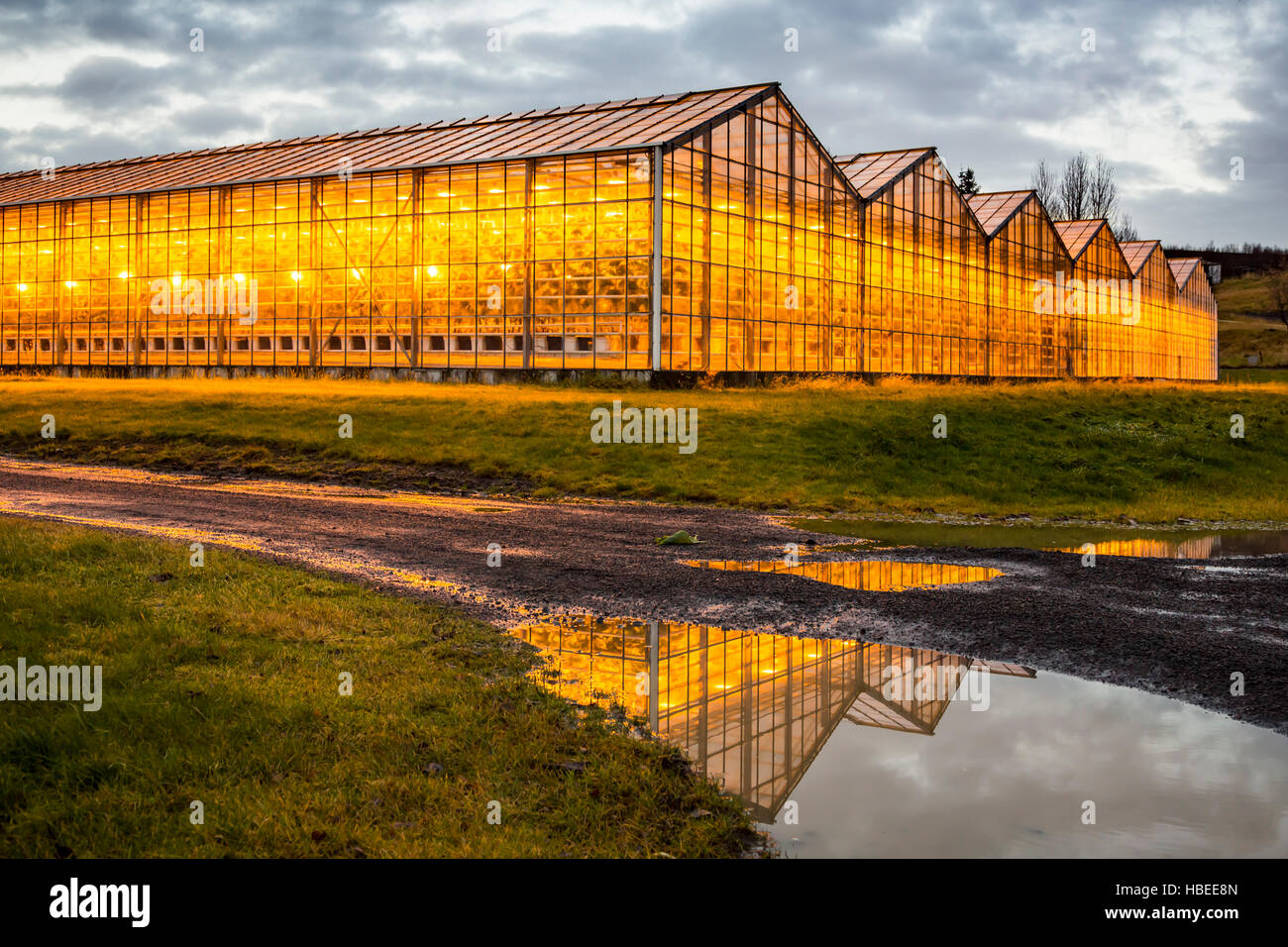 The orange glow of high pressure sodium lamps at the Fridhiemer greenhouses in southwestern Iceland, Europe. Stock Photo