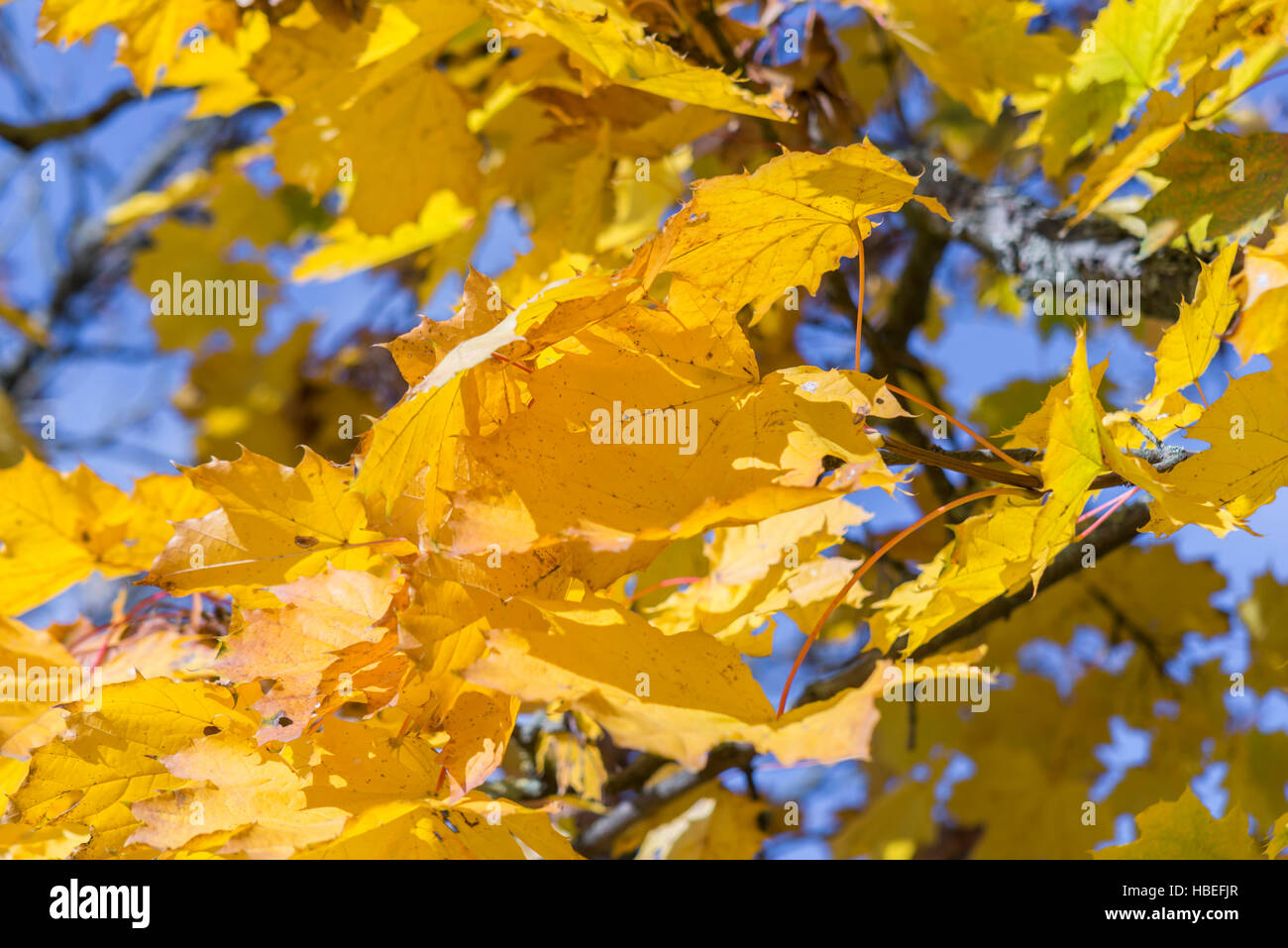 Yellow autumn leaves on a tree in front of blue sky Stock Photo - Alamy