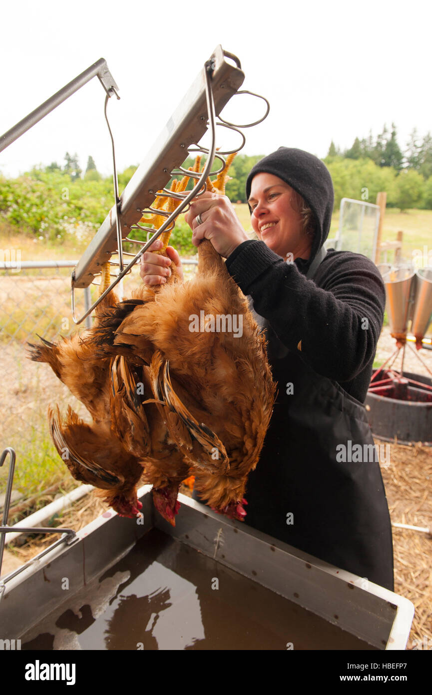 Heritage chicken processing by hand.Young farmers kill and dress