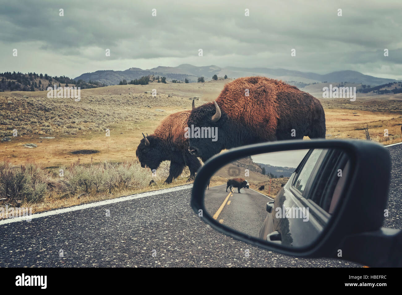 Retro toned photo of American bison (Bison bison) on a road seen from car driver seat in Grand Teton National Park, Wyoming, USA. Stock Photo