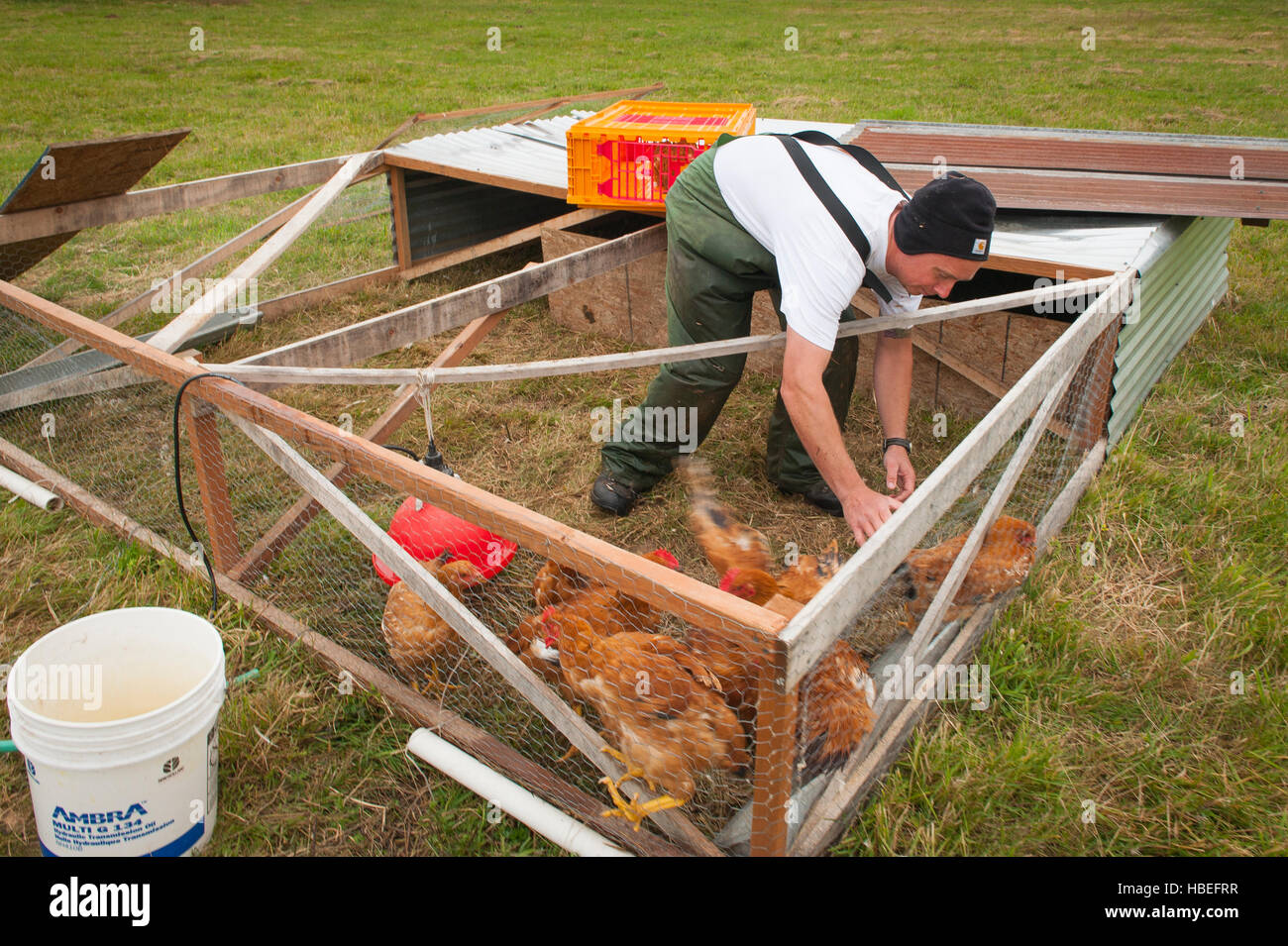 Heritage chicken processing by hand.Young farmers kill and dress