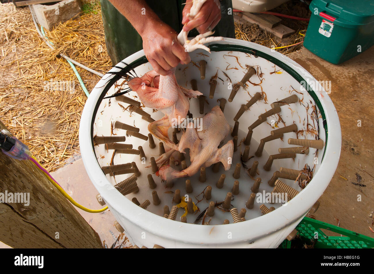 Chicken harvesting feather removal. Young farmers kill and dress