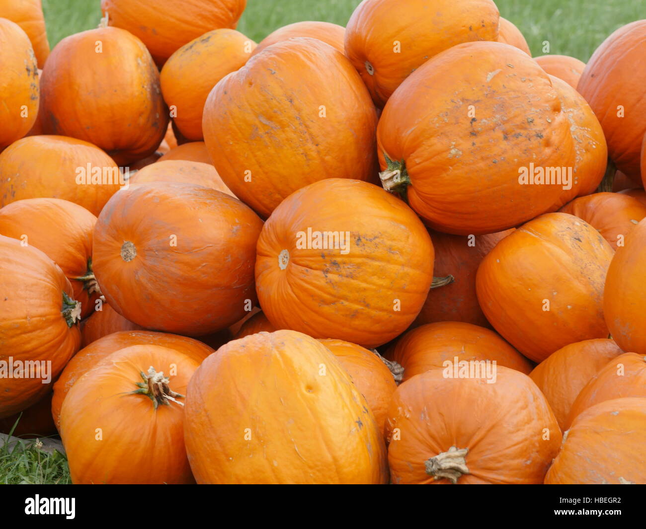 Orange Helloween pumpkins outdoors Stock Photo