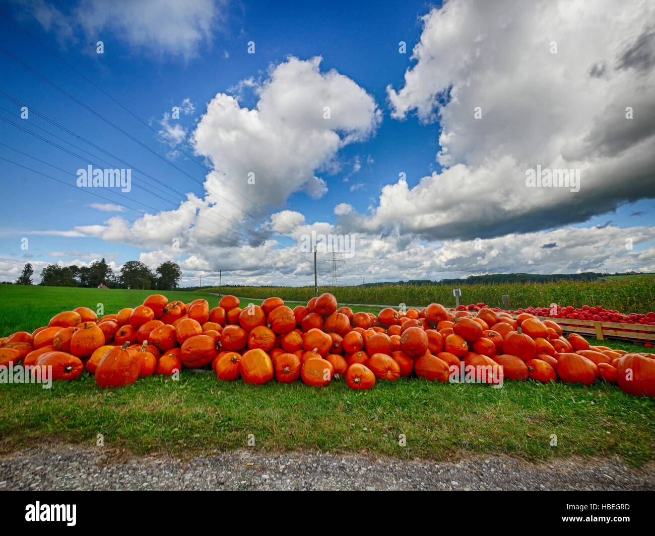 Orange Helloween pumpkins outdoors Stock Photo