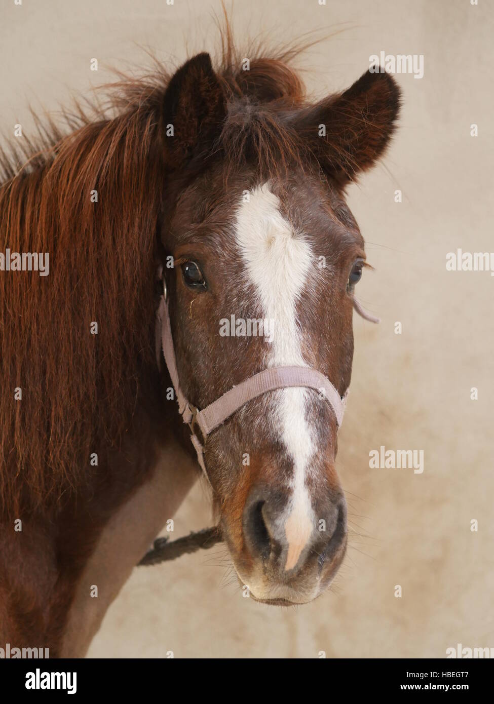 Brown beautiful horse looking at camera Stock Photo