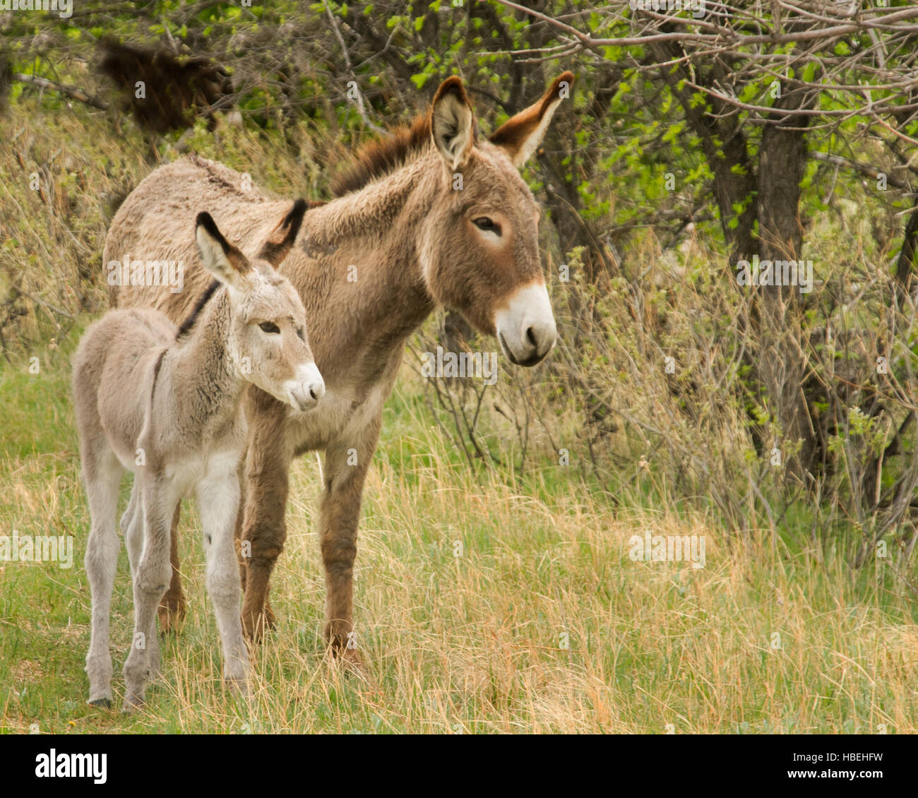 A wild donkey mother with her colt in the woods Stock Photo - Alamy
