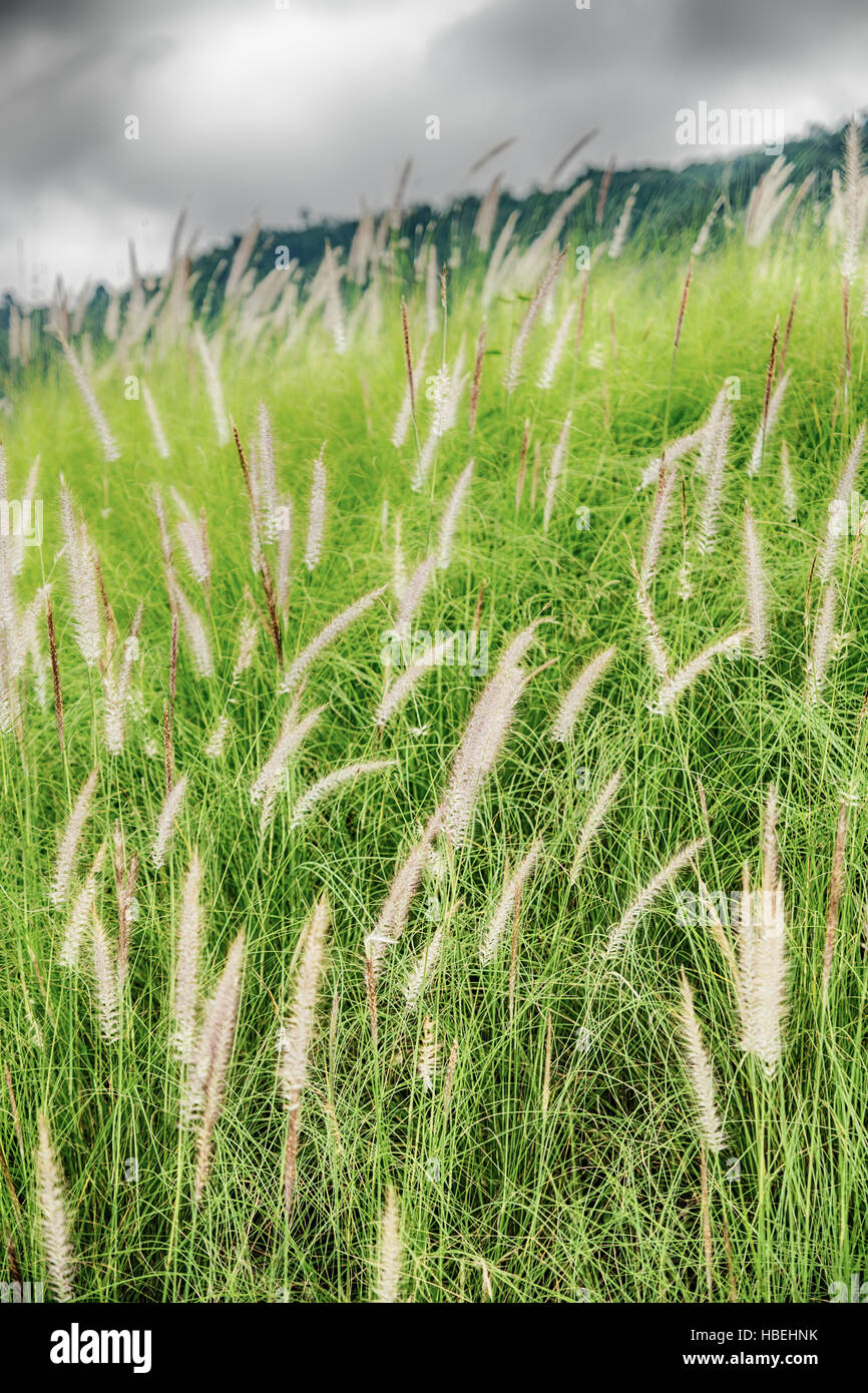 Flowering grass bending in the wind against the sky Stock Photo Alamy