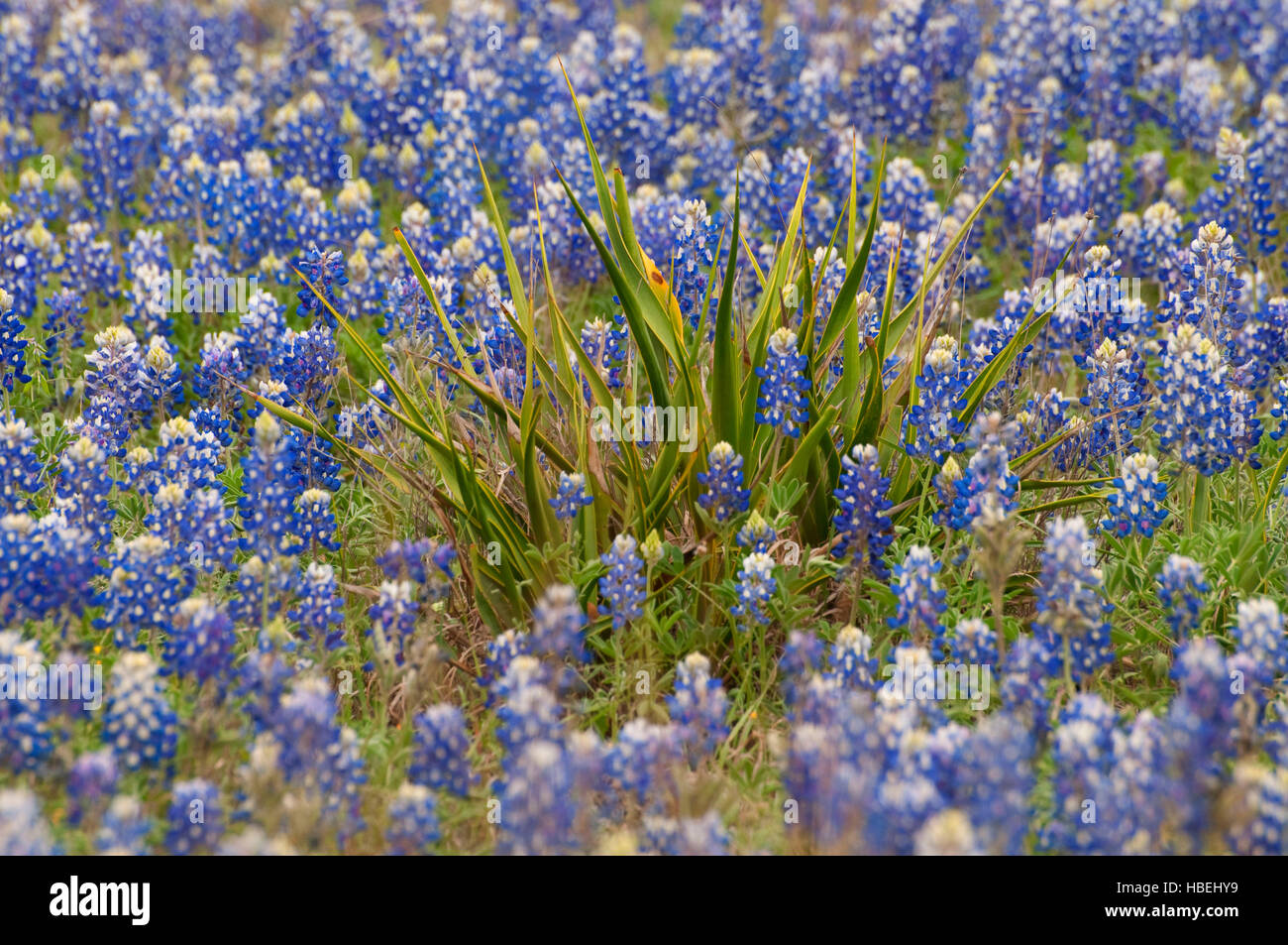 Texas bluebonnets with twisted yucca (Yucca rupicola), Kerr Wildlife Management Area, Texas Stock Photo