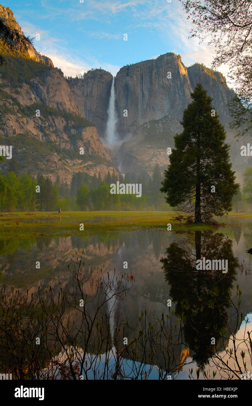 Yosemite Falls and Leidig Meadow Fir Reflected at Dawn, Spring Flood in Leidig Meadow, Yosemite National Park Stock Photo