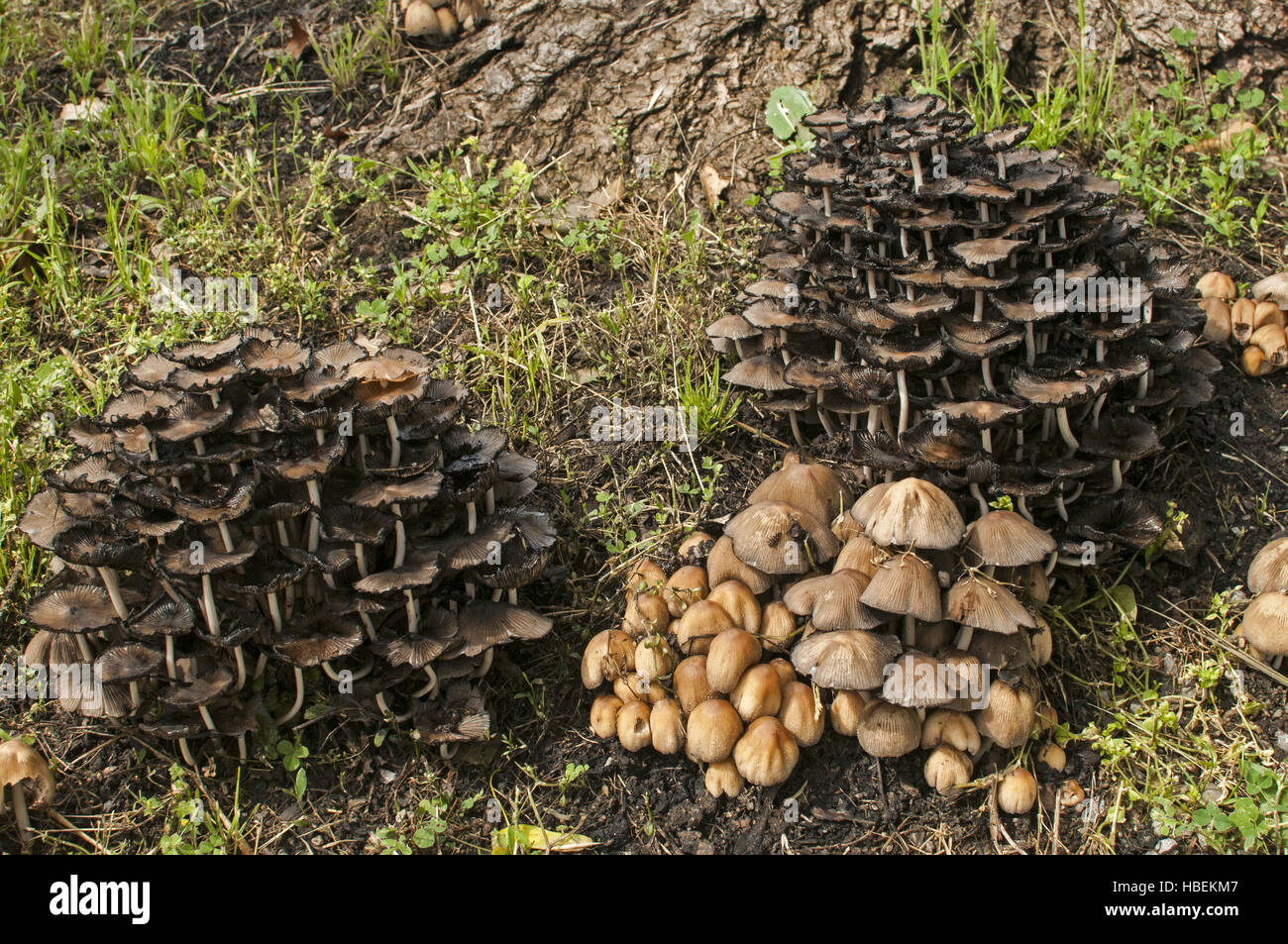 Wood mushroom fungi clusters Stock Photo