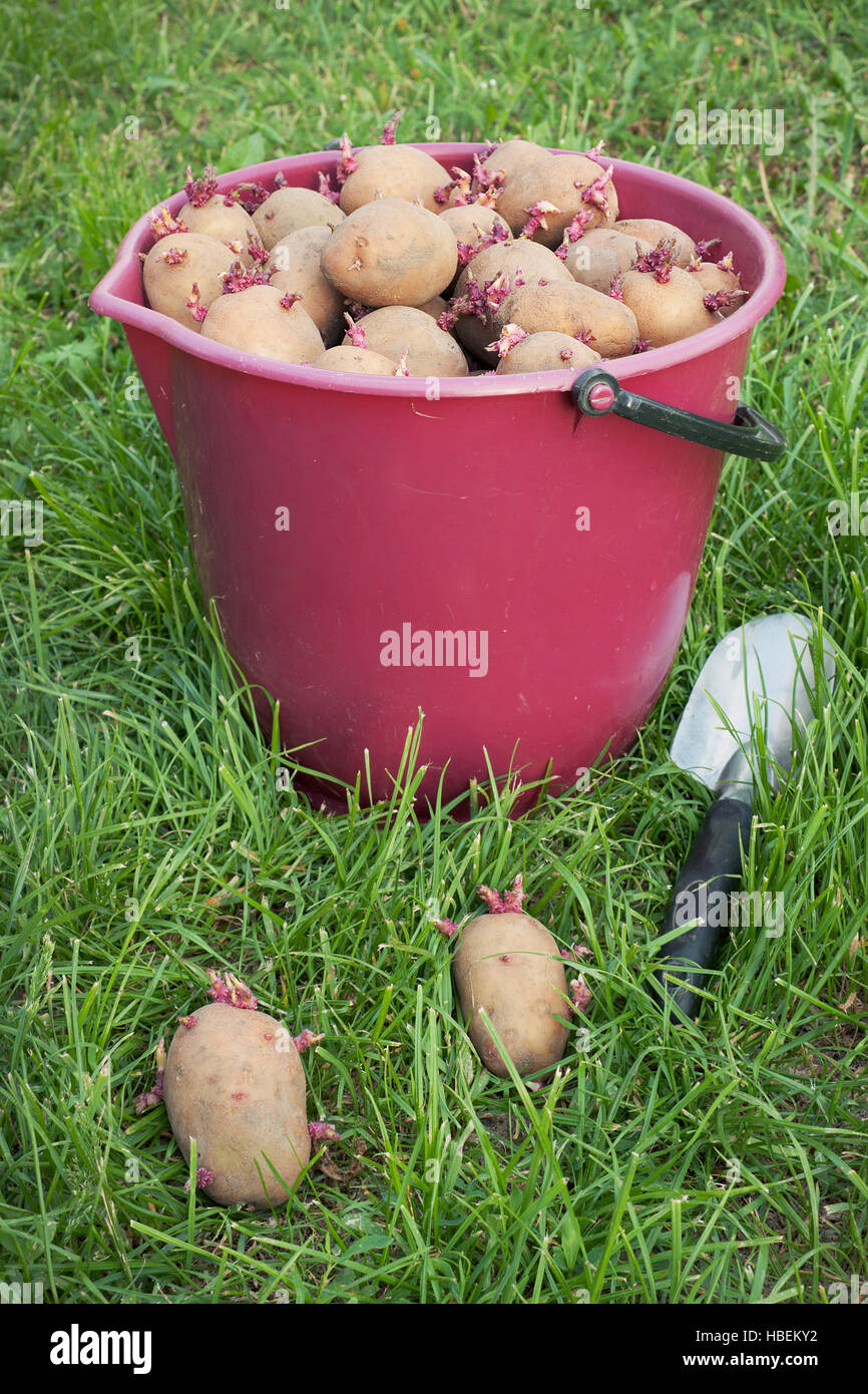 Seed potatoes in a bucket Stock Photo Alamy