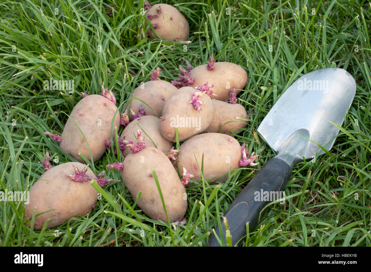Potato seed lying on the grass Stock Photo