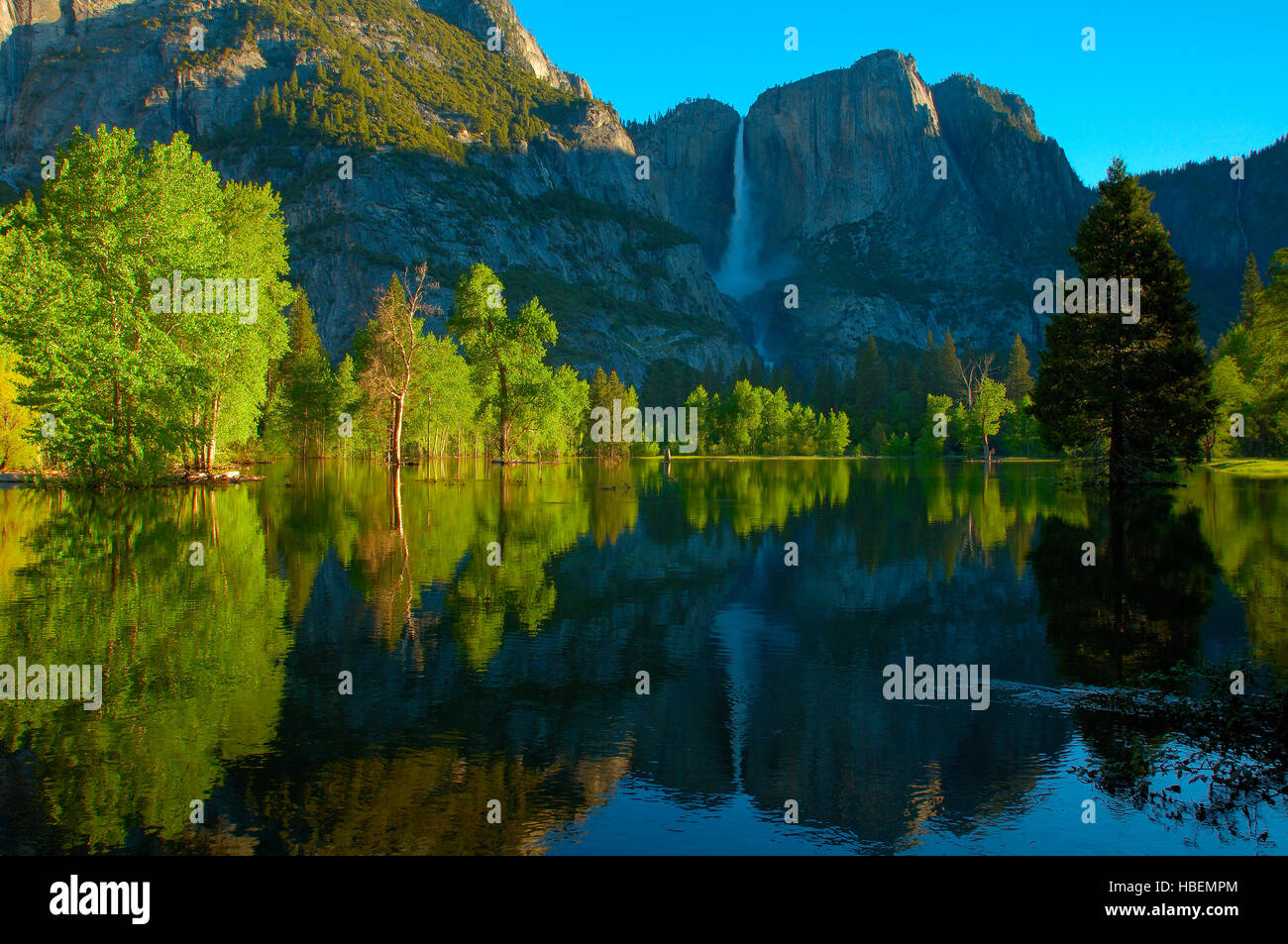 Yosemite Falls and Leidig Meadow Fir Reflected at Sunrise, Spring Flood in Leidig Meadow, Yosemite National Park Stock Photo