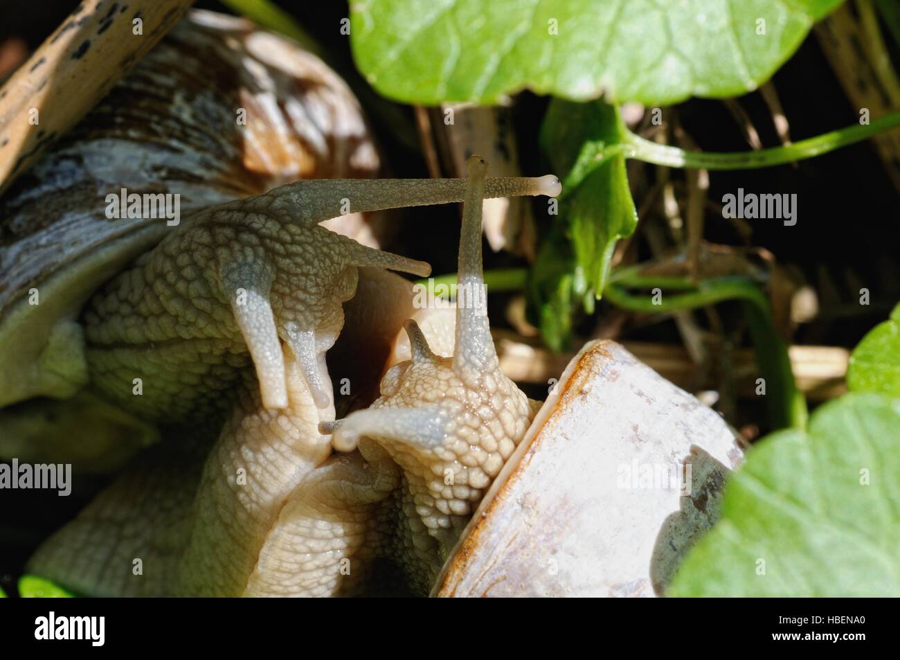 Two snails mating hires stock photography and images Alamy