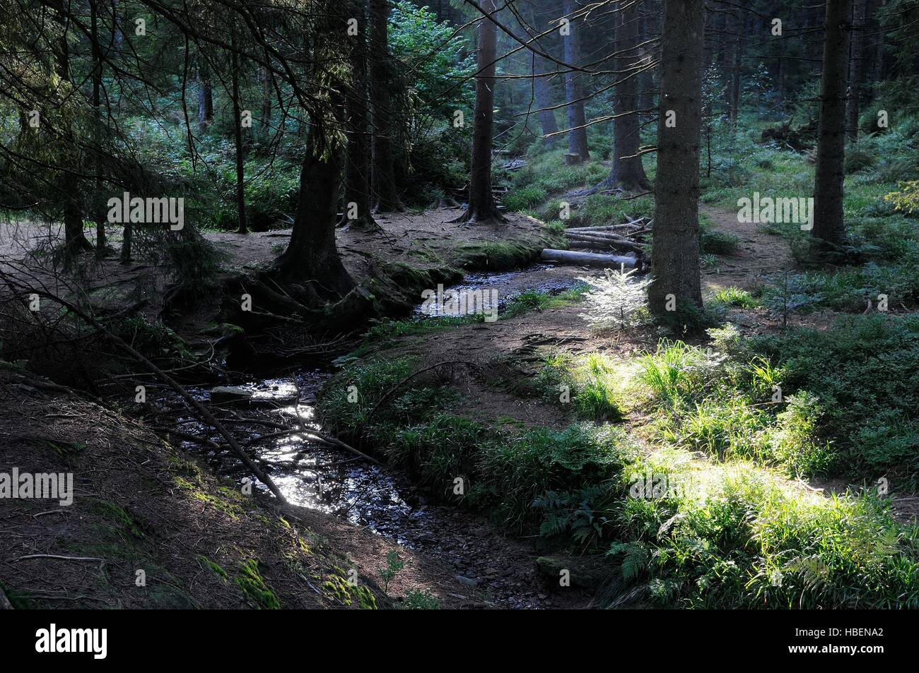 Sunlight at the creek in the dark forest Stock Photo