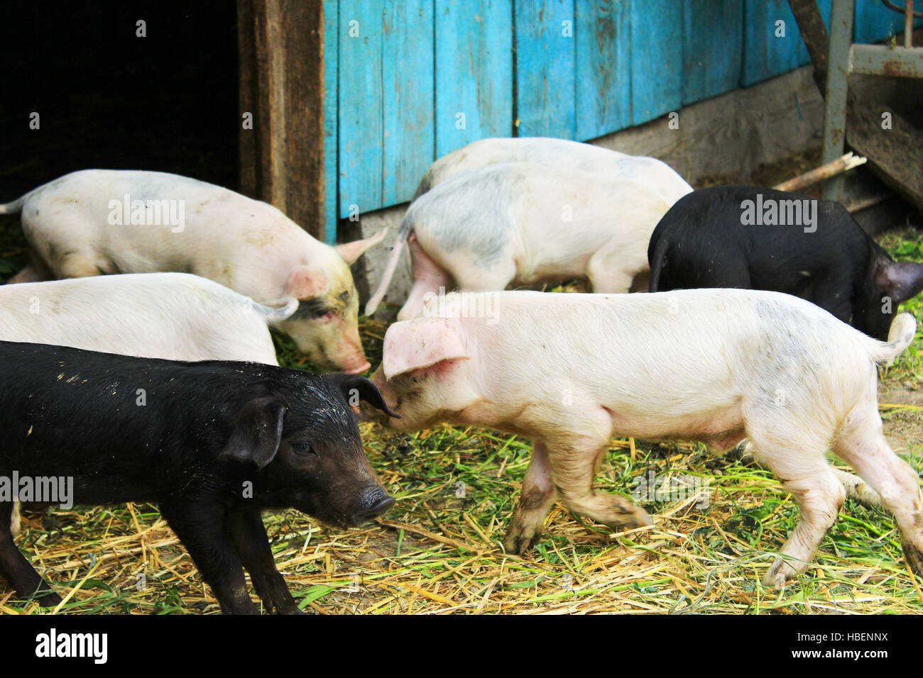 pink and black amusing piglets on a farm Stock Photo