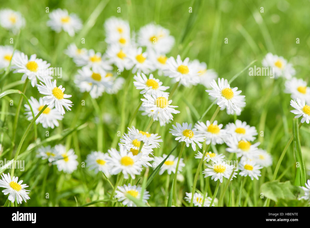 daisies at meadow in spring Stock Photo