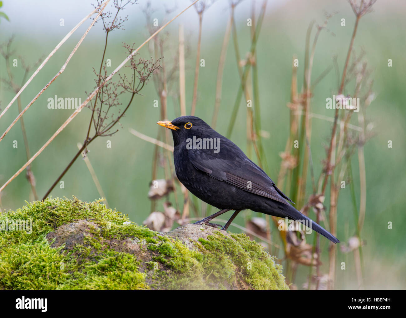Blackbird Stock Photo