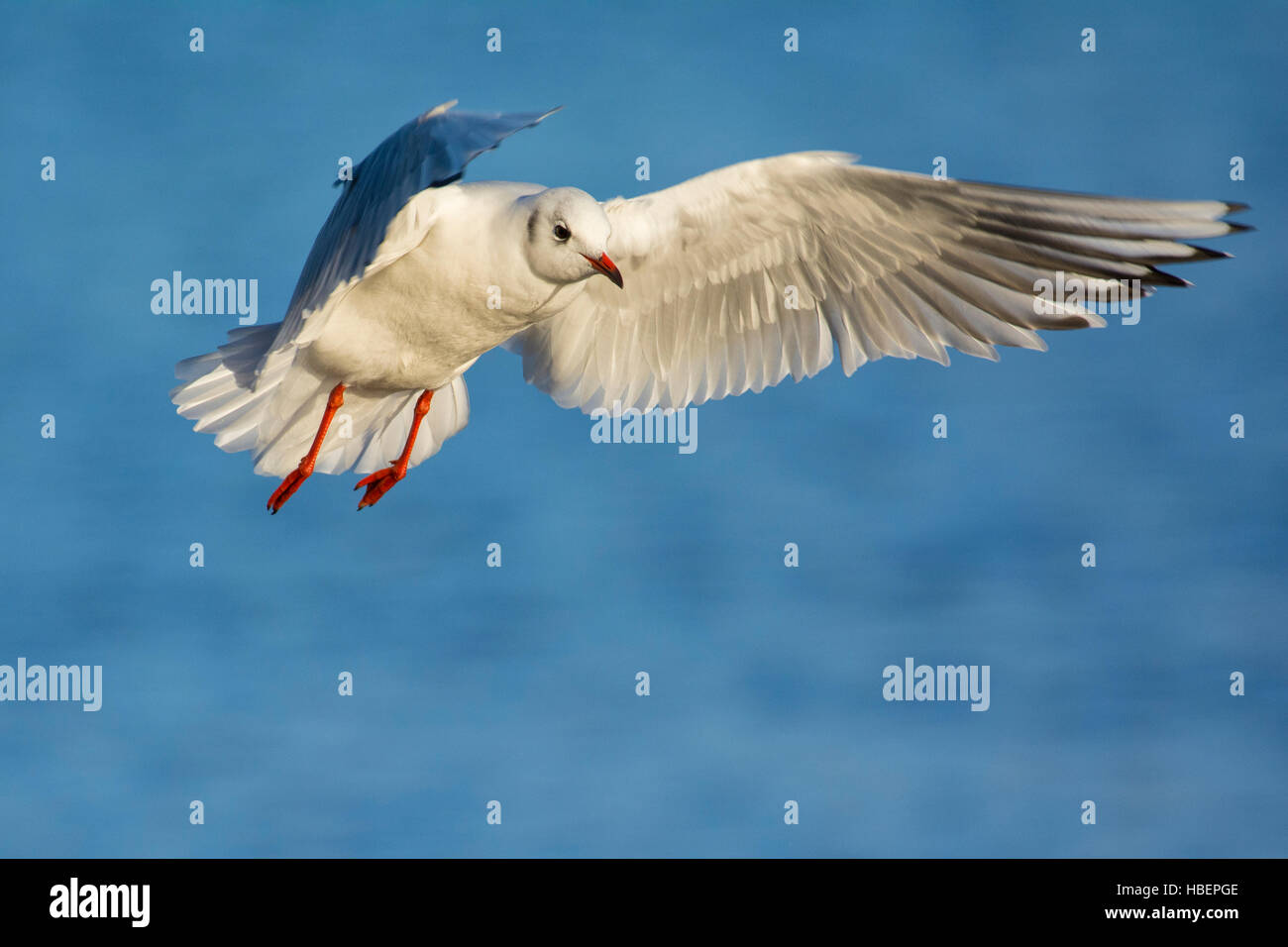 Black-headed Gull flight Stock Photo