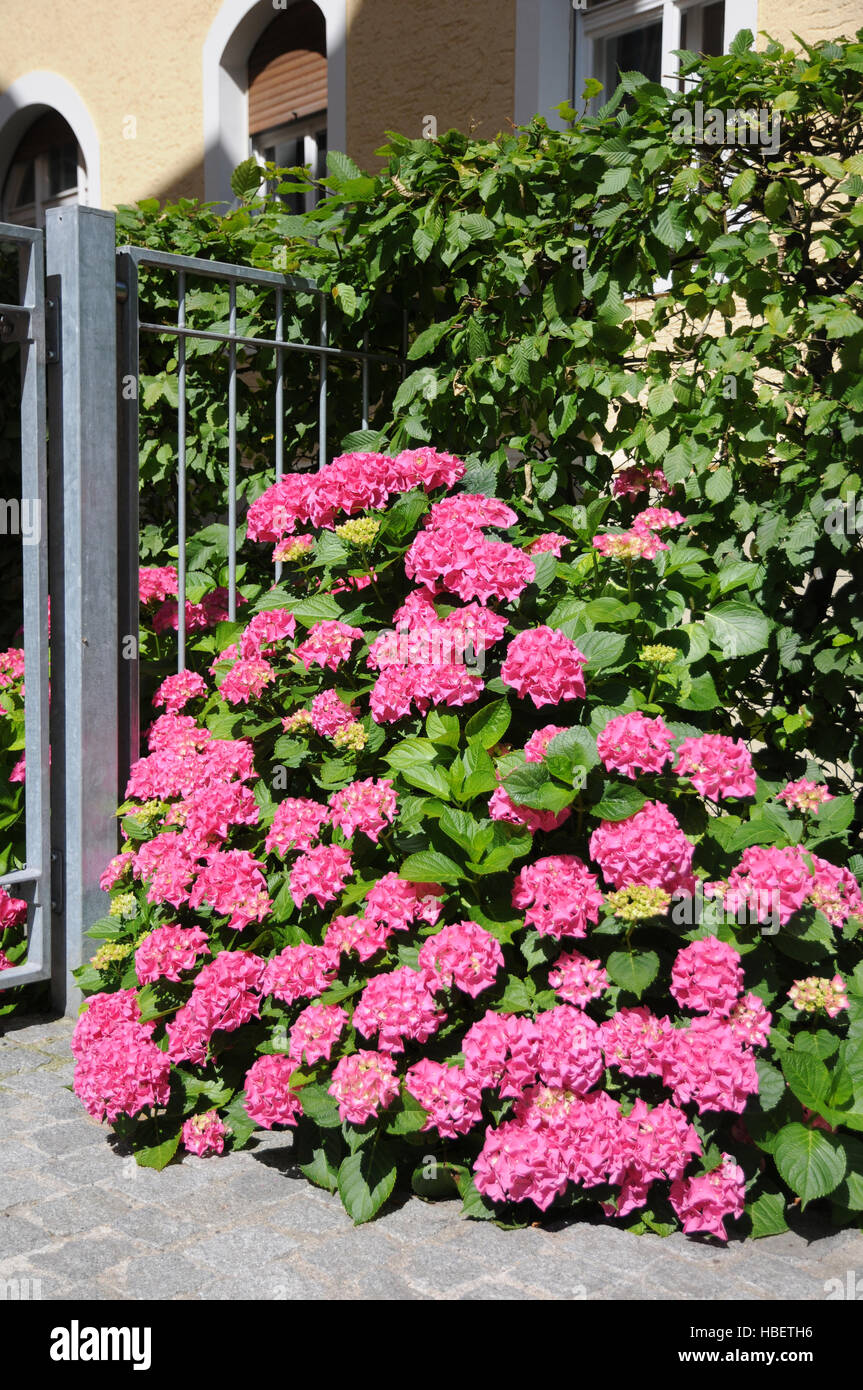 Hortensie Hydrangea Macrophylla Bauernhortensie High Resolution Stock ...