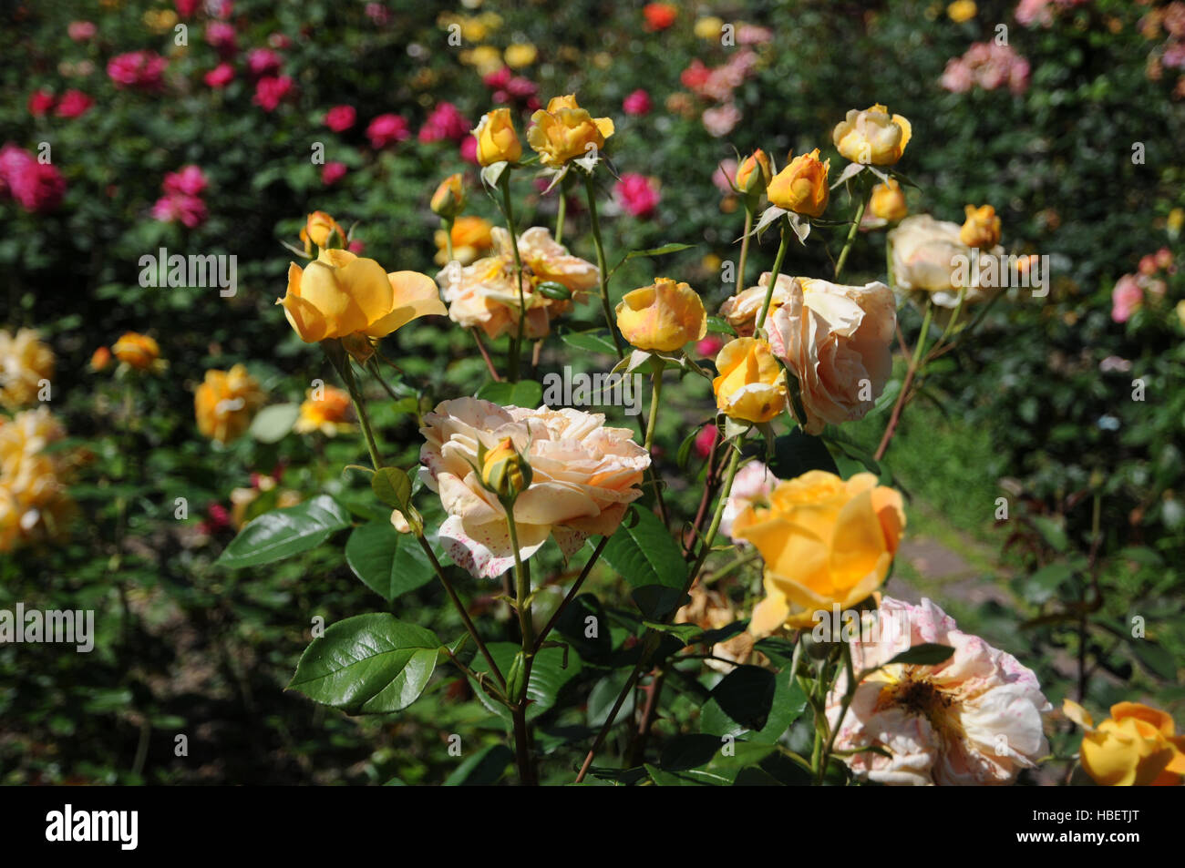 Rosa Candlelight, Hybrid-rose Stock Photo - Alamy