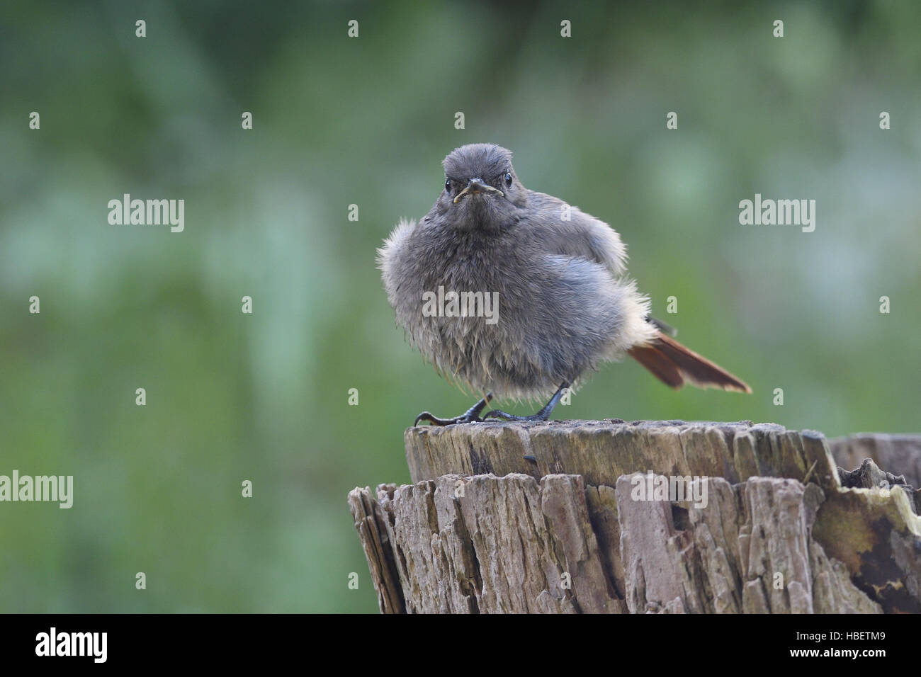 Young Black Redstart Stock Photo