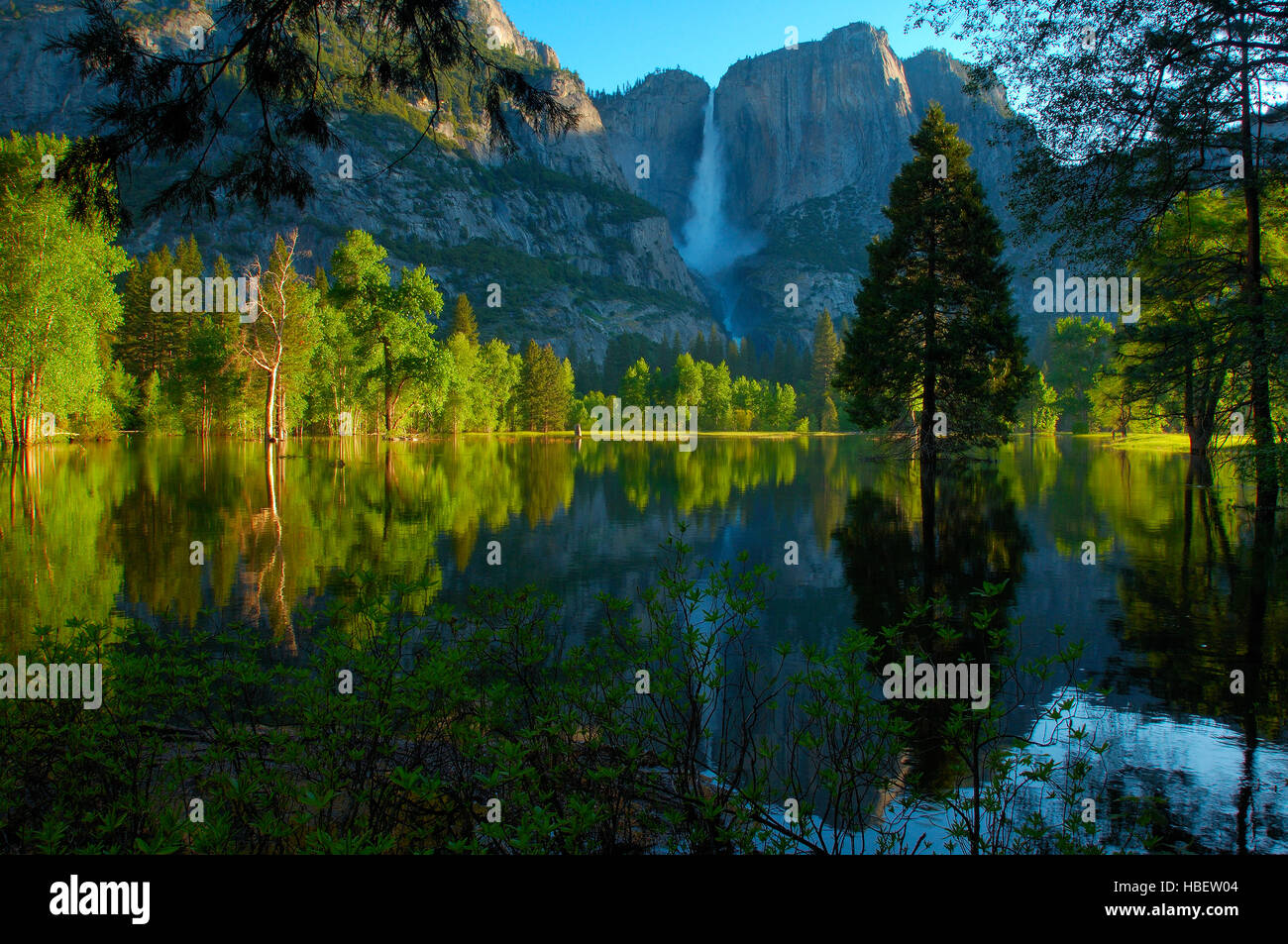 Yosemite Falls and Leidig Meadow Fir Reflected at Sunrise, Spring Flood in Leidig Meadow, Yosemite National Park Stock Photo