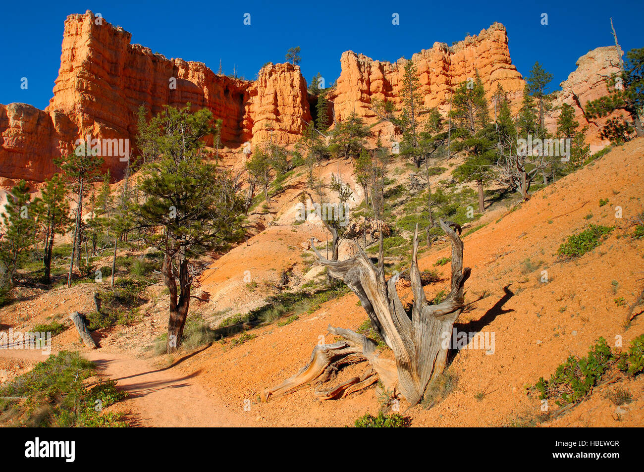 Bristlecone Pine on Fairyland Canyon Trail, Bryce Canyon National Park, Utah Stock Photo