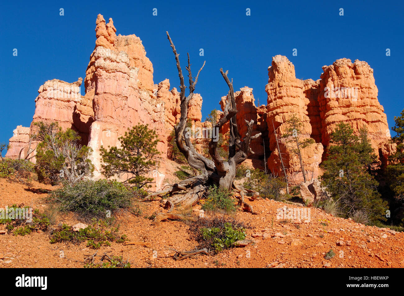 Bristlecone Pine and Hoodoos, Fairyland Trail, Fairyland Canyon, Bryce Canyon National Park, Utah Stock Photo