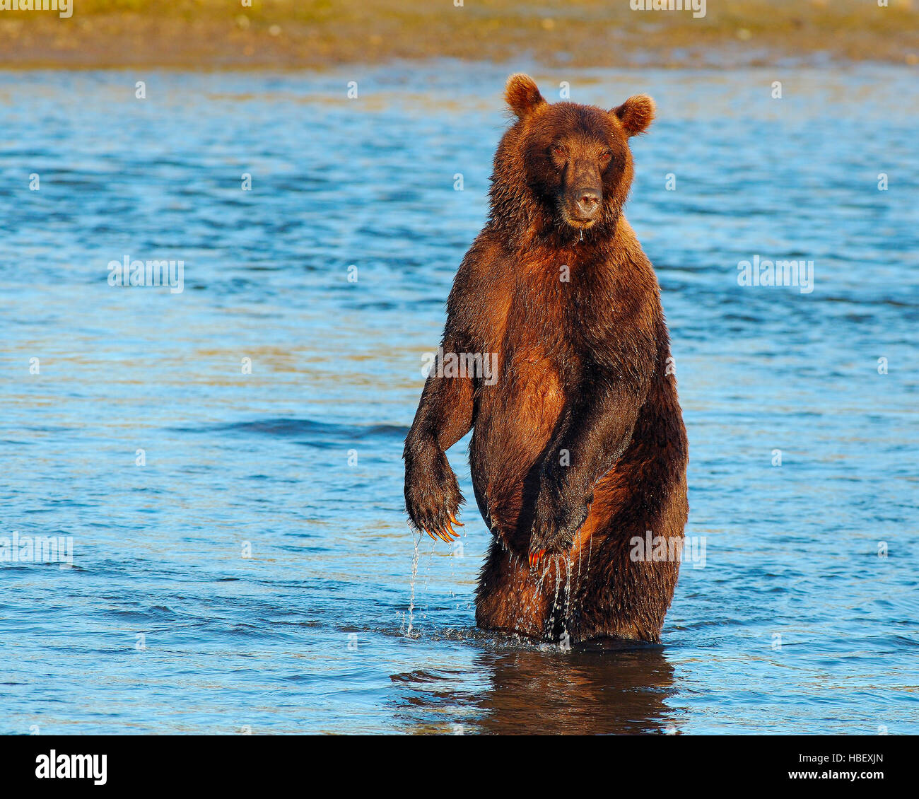 Alaskan Coastal Brown Bear, Male Standing at Sunset, Silver Salmon Creek, Lake Clark National Park, Alaska Stock Photo