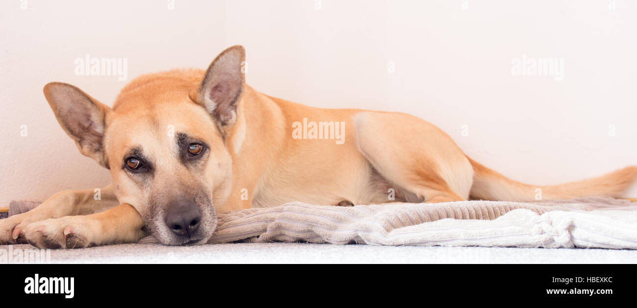 Cute dog, relaxing Stock Photo