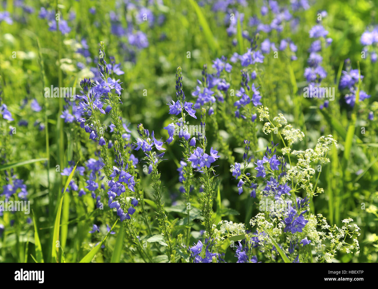 Beautiful wildflowers hi-res stock photography and images - Alamy
