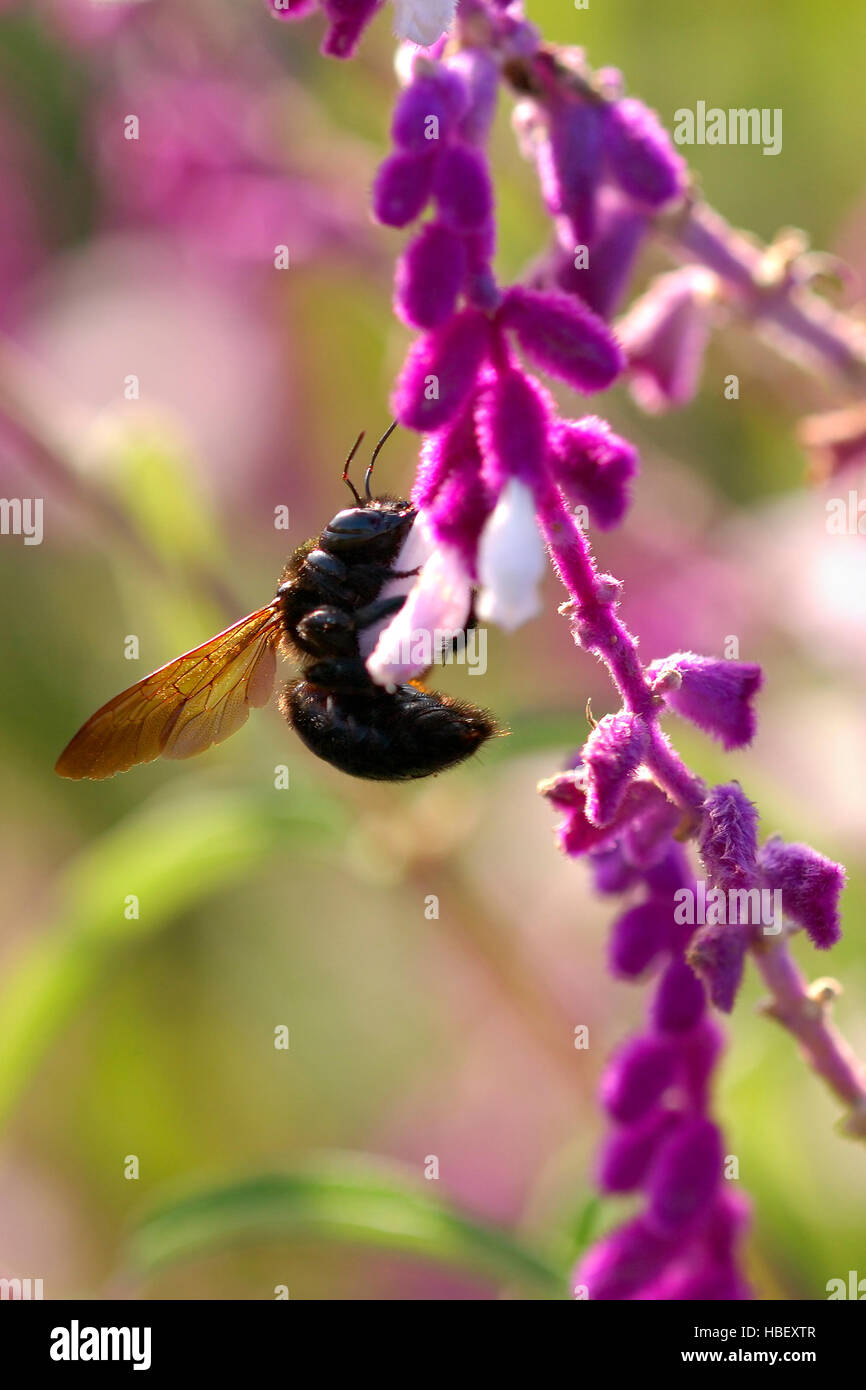 Carpenter Bee on Mexican Bush Sage, Southern California Stock Photo Alamy