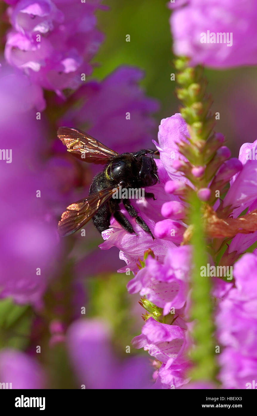 Carpenter Bee on Foxglove, Southern California Stock Photo Alamy