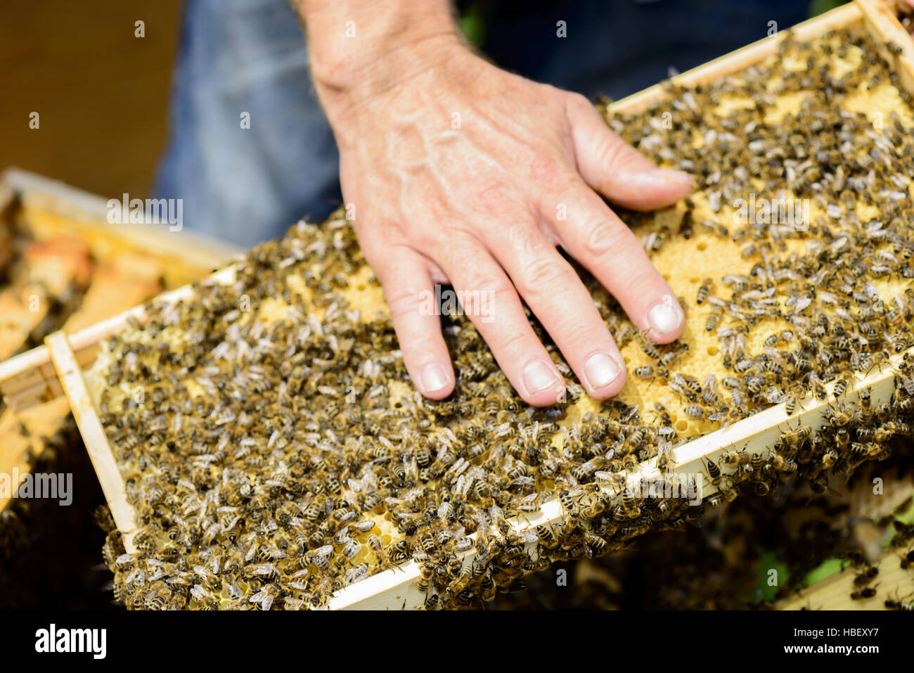 Honeycomb frame with bees Stock Photo - Alamy