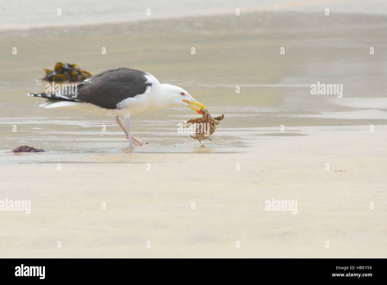 seagull-with-crab-on-beach-stock-photo-alamy