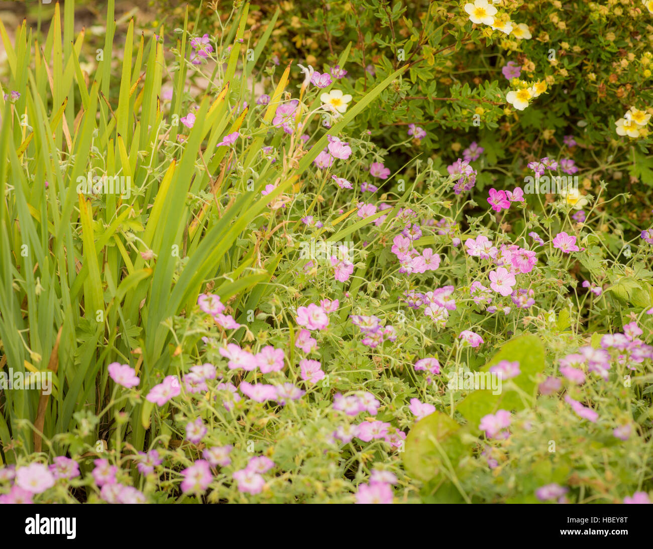 Mixed flower bed in English garden Stock Photo