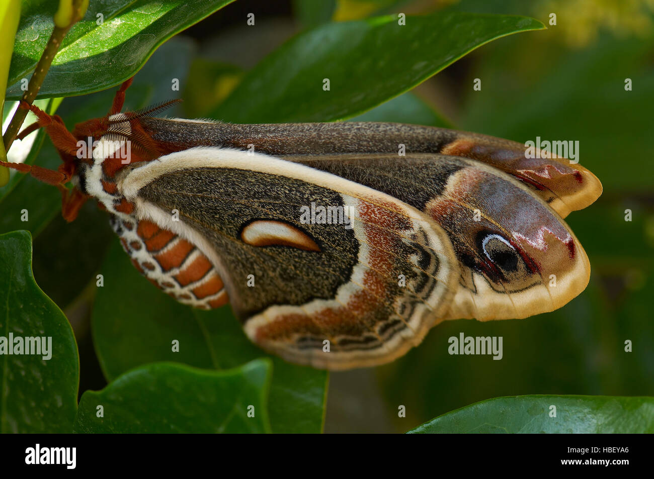 Cecropia Moth, Hyalophora cecropia, Southern California Stock Photo - Alamy