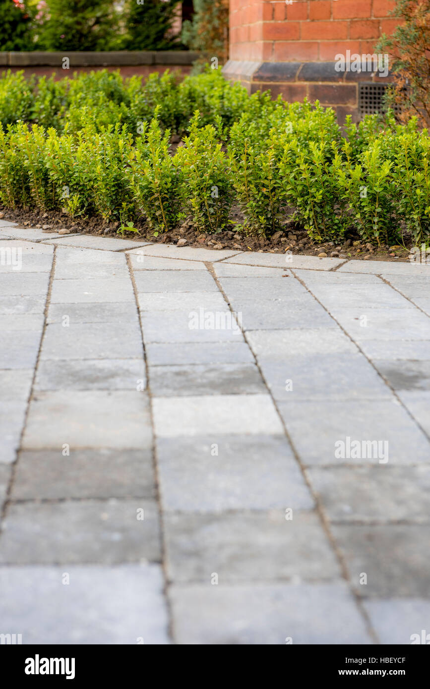 Block pavers driveway edged with young box hedging plants Stock Photo