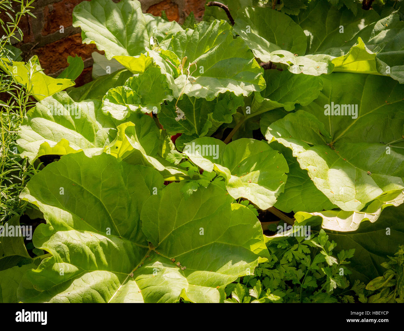 Rhubarb growing in vegetable patch Stock Photo
