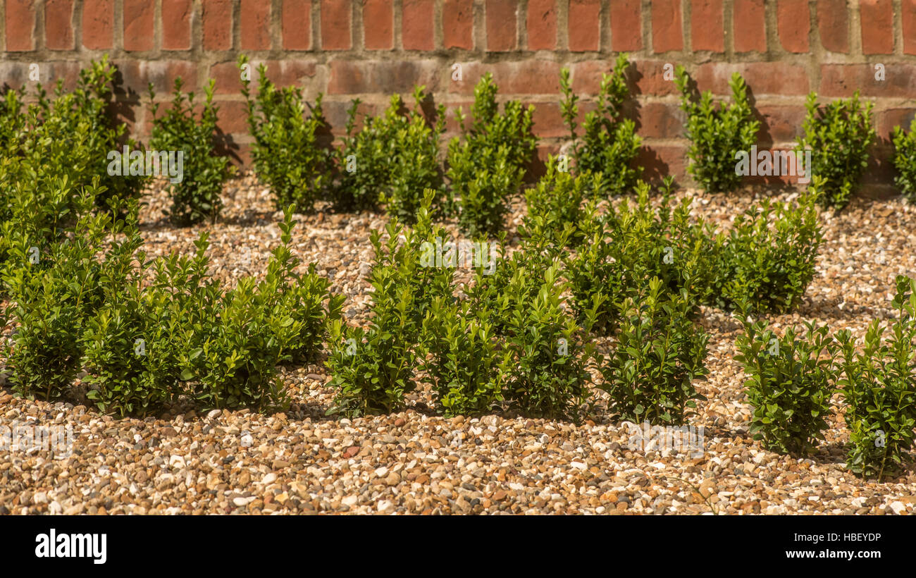 Young box hedging plants in gravel Stock Photo