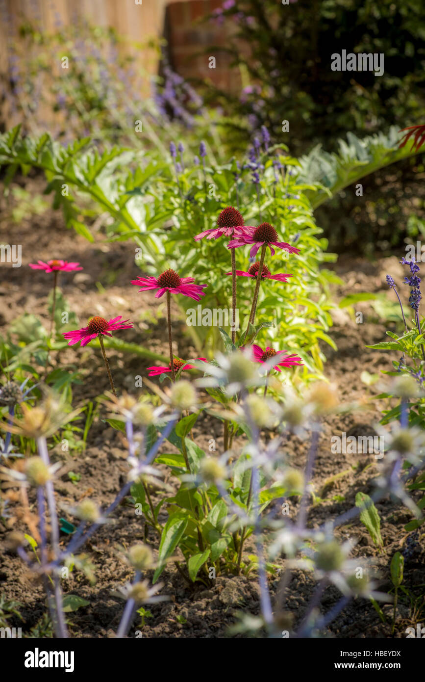 Mixed flower bed in English garden Stock Photo Alamy