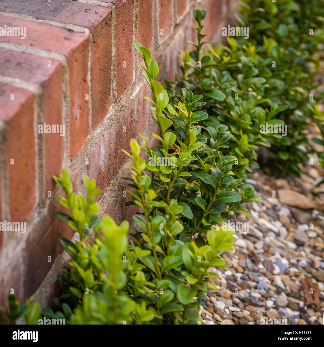 Young box hedging plants in gravel Stock Photo